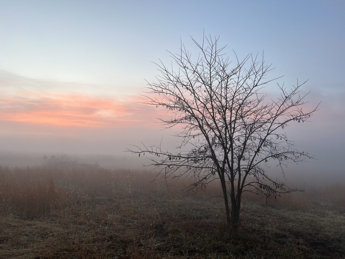 Foggy sunrise